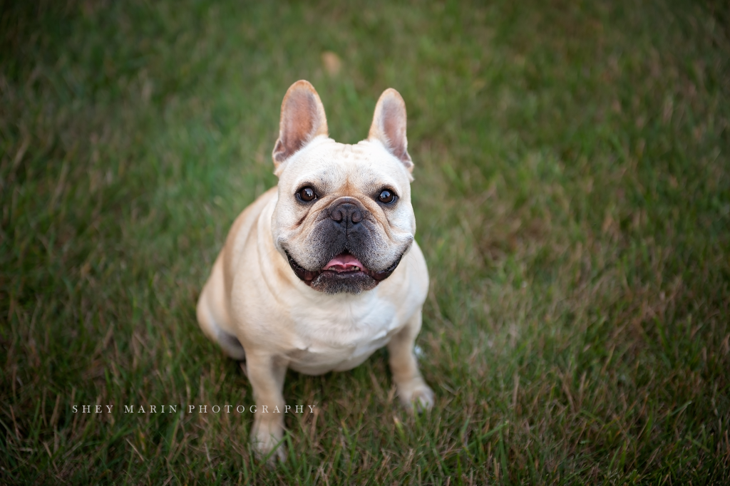 Frederick Maryland family photographer