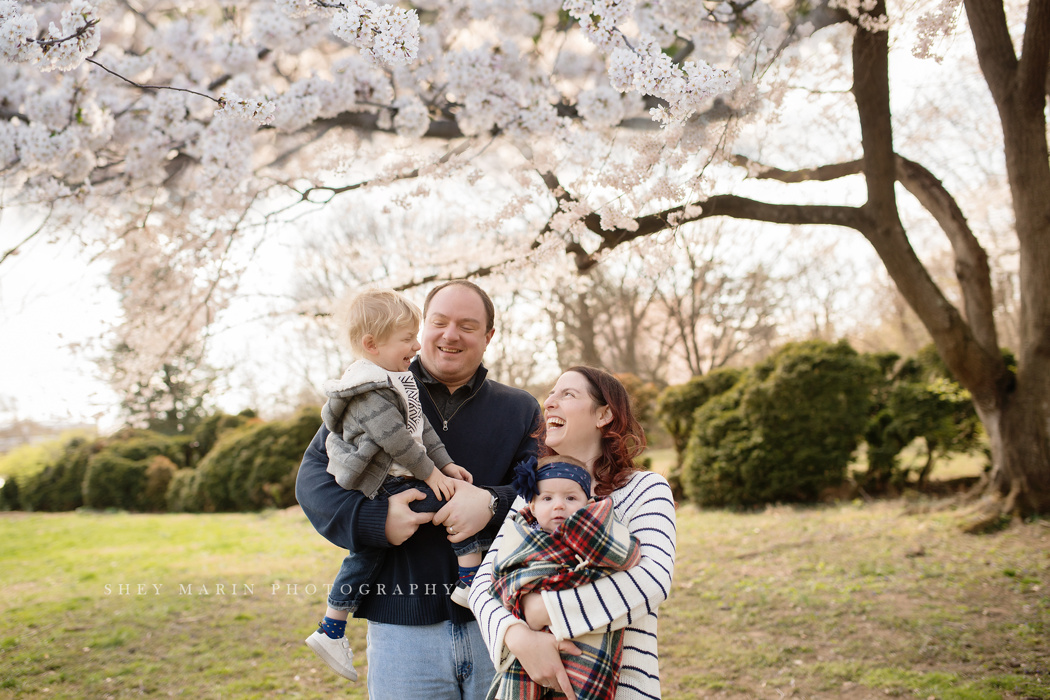 weeping cherries washington DC family photographer