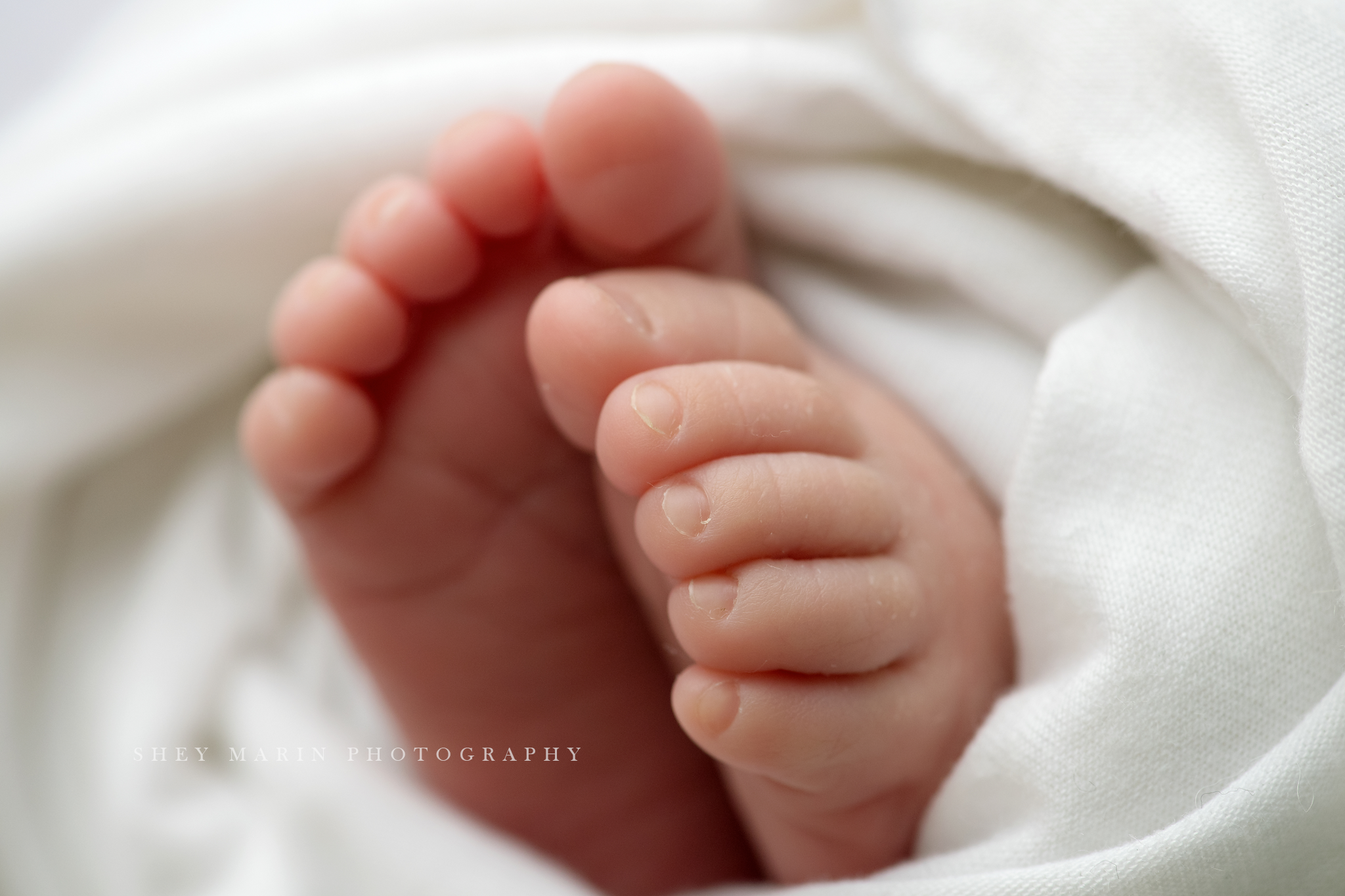 Frederick Maryland newborn baby photo session